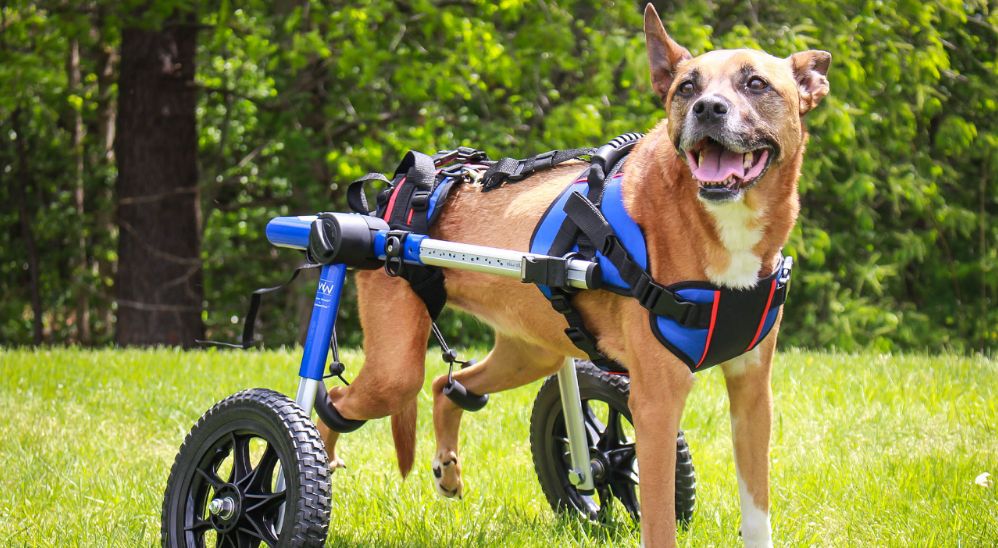 Will a dog wheelchair help with hip dysplasia?
