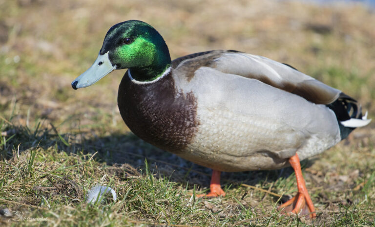 Will a duck’s beak grow back?