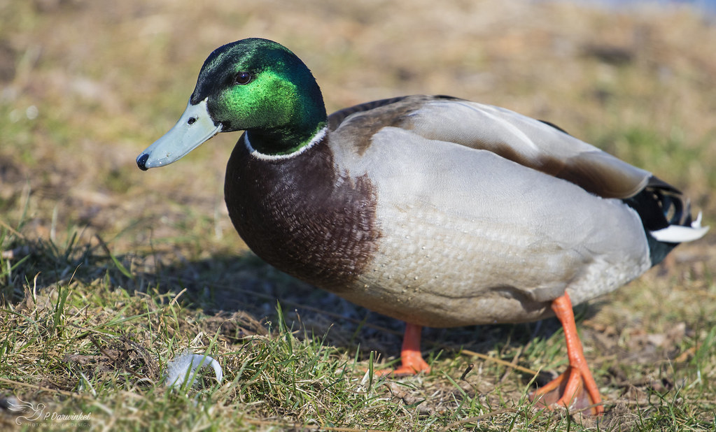 Will a duck's beak grow back?