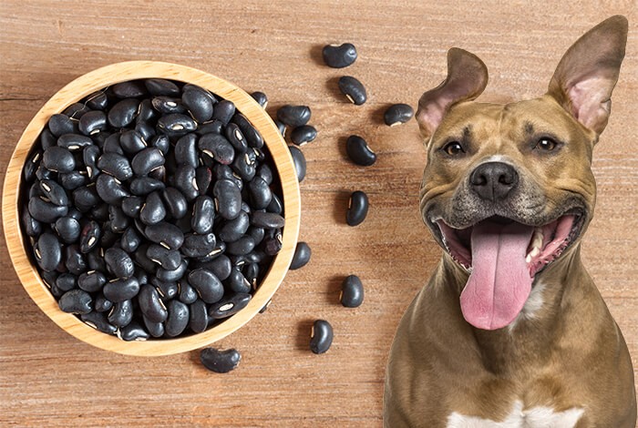 Will baked beans hurt a dog?