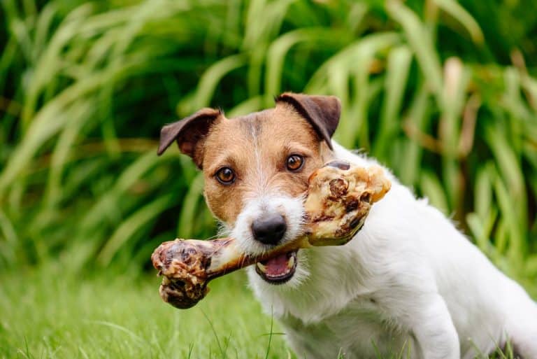 Will bones dissolve in a dog’s stomach?