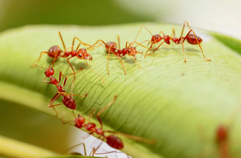 Will chicken eat fire ants?