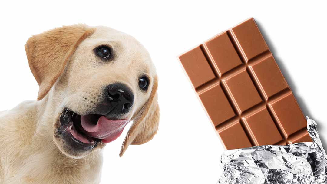 Will chocolate kill a dog?