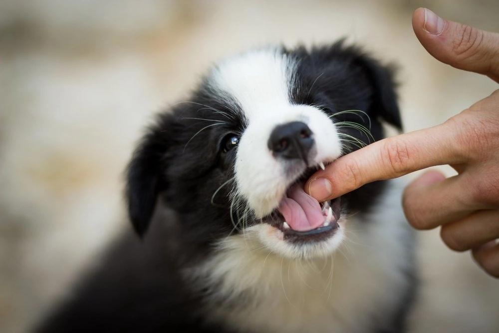 Will puppy grow out of biting?