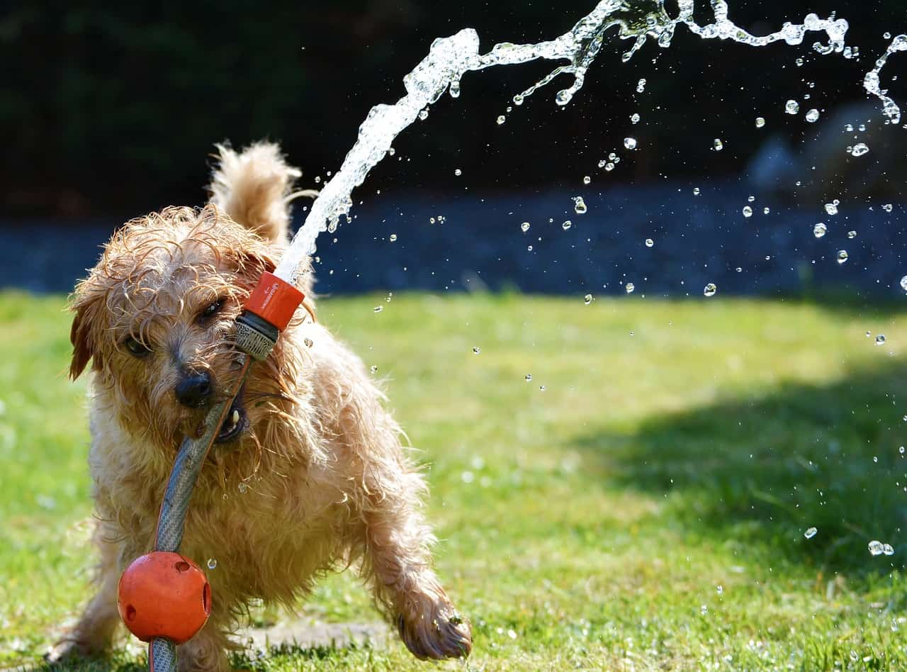 Will wetting my dog cool it down?