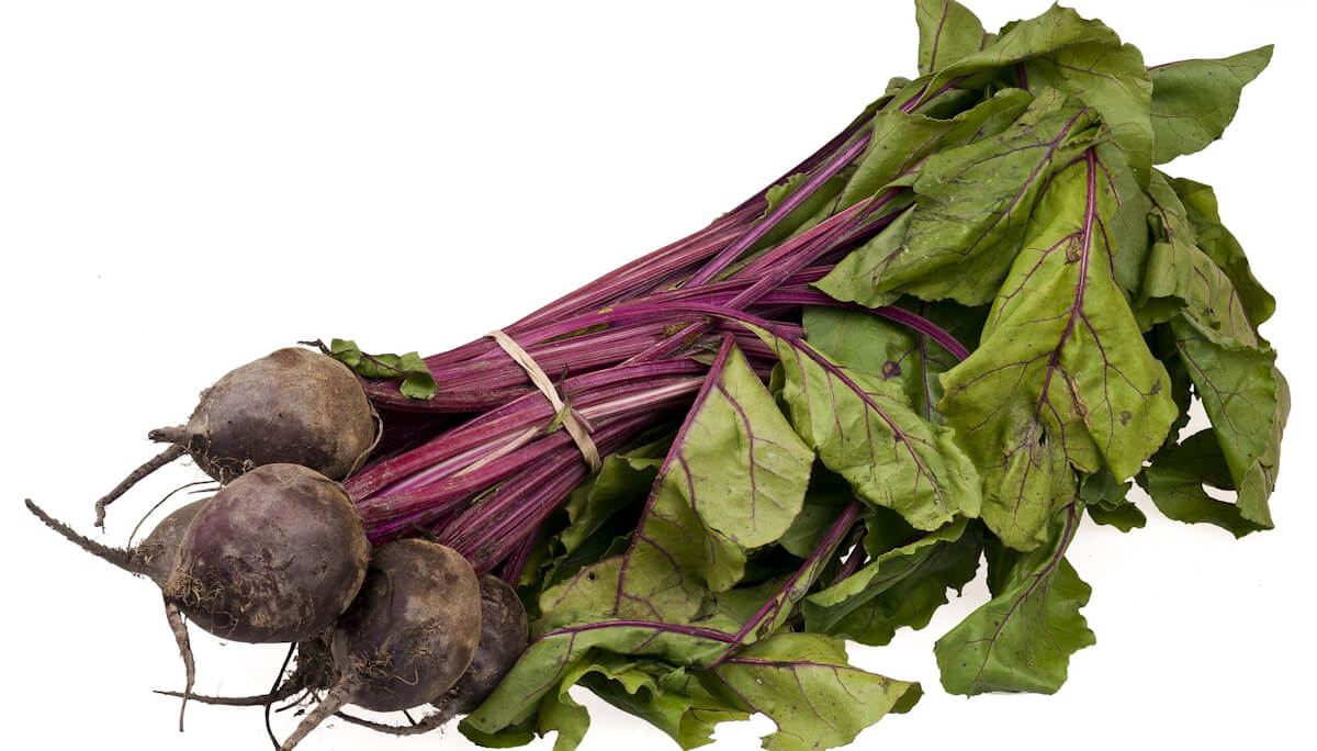 beet-plants