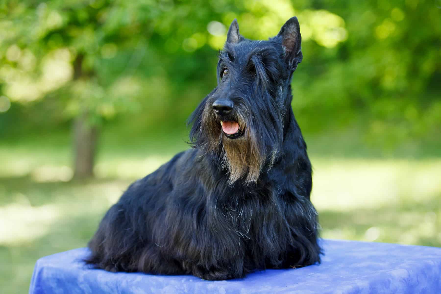 Are Scottish terriers friendly?