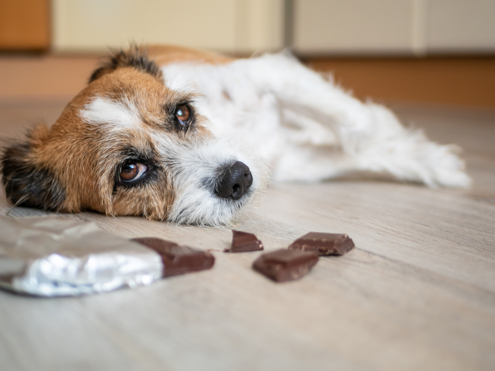 How much chocolate will make a dog sick?
