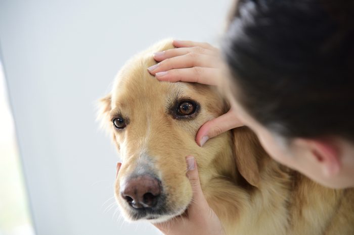 What do you do when your dog cries for pain?