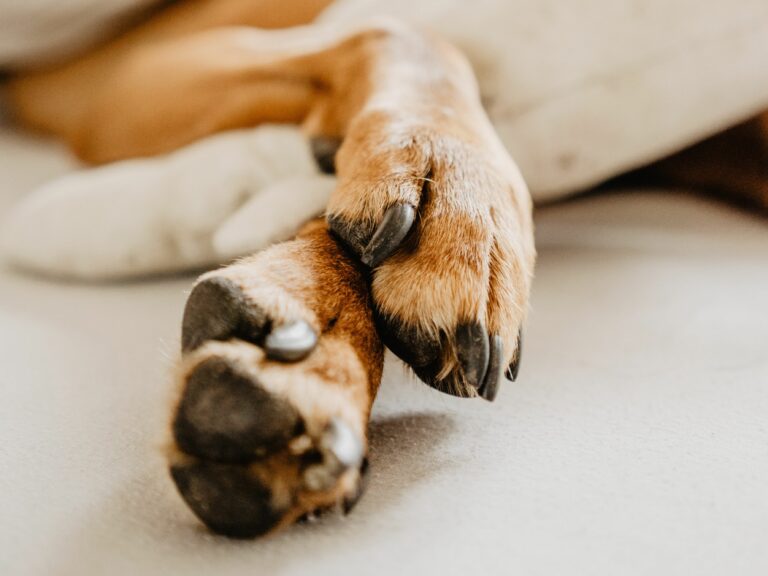 Quick Answer: How long does it take for a dog’s toenail to grow back?