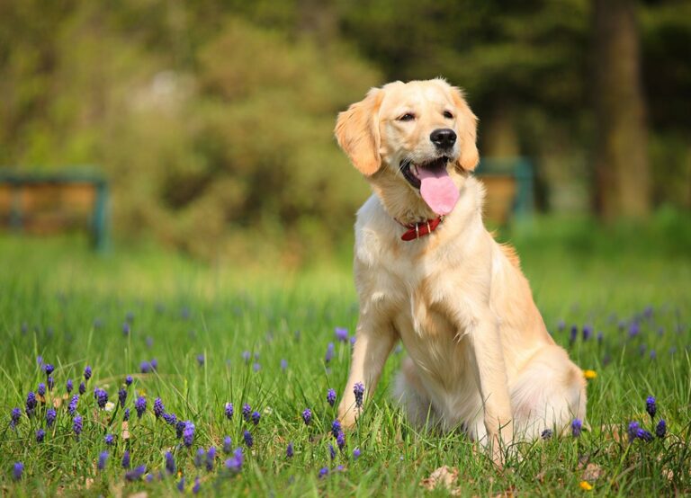 How soon can a dog come back into heat?