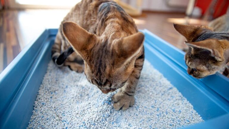 Is vibrant life cat litter toxic?