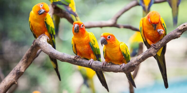 How do sun conures mate?