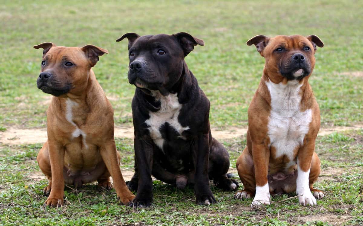 What are the 3 types of pitbulls?