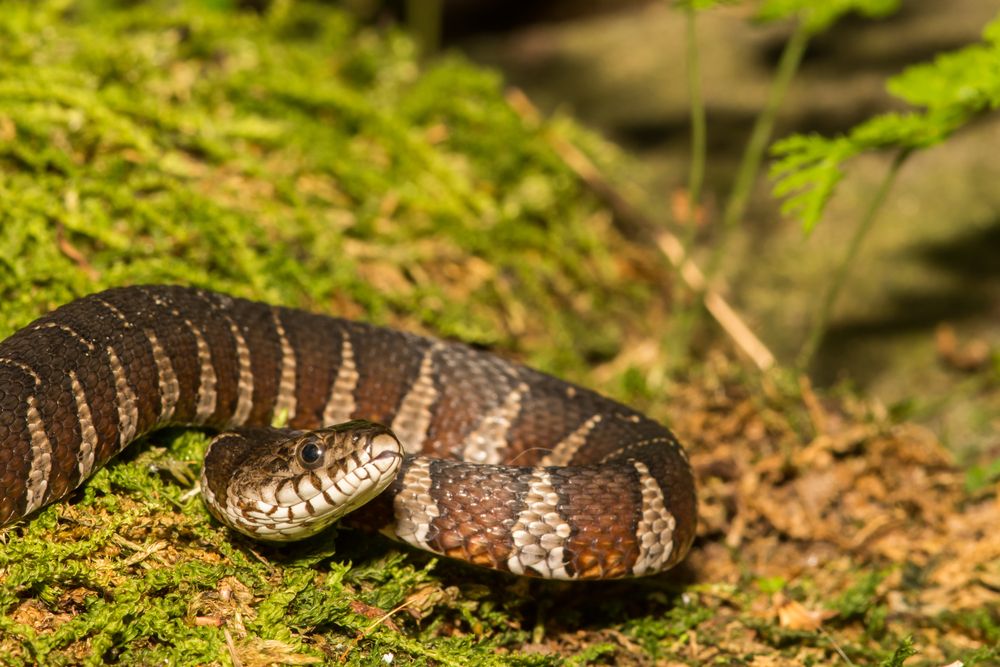 Are water snakes good to have around?