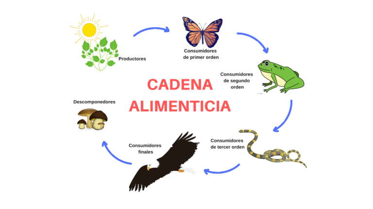 ¿Cómo crear una cadena alimenticia?