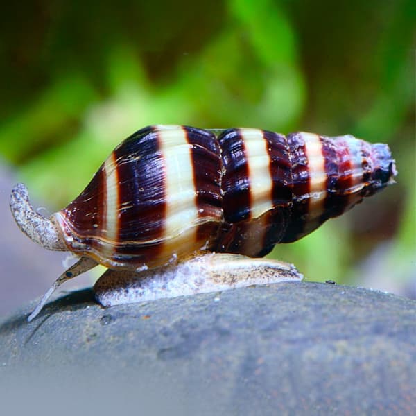 ¿Cómo cuidar un caracol de agua salada?