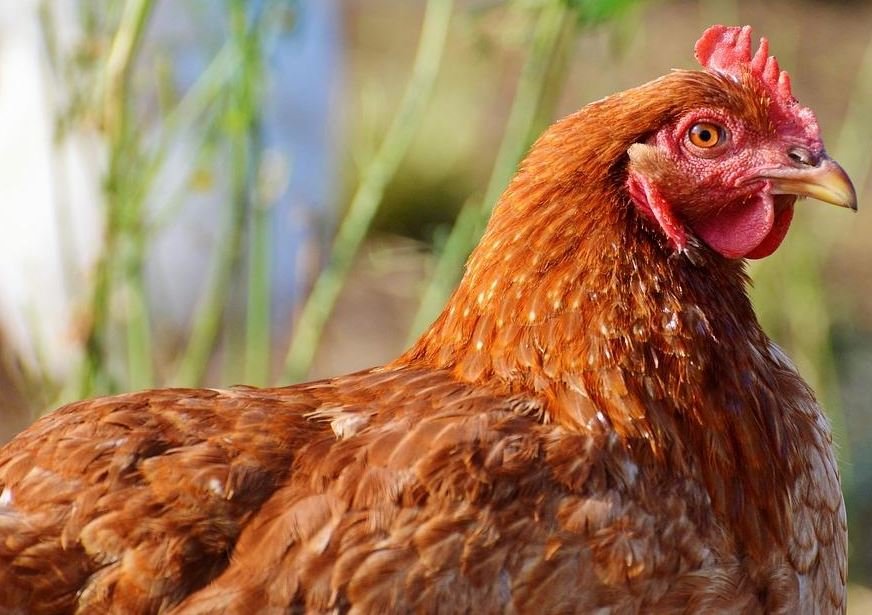 ¿Cómo eliminar los piojos de las gallinas de forma casera?