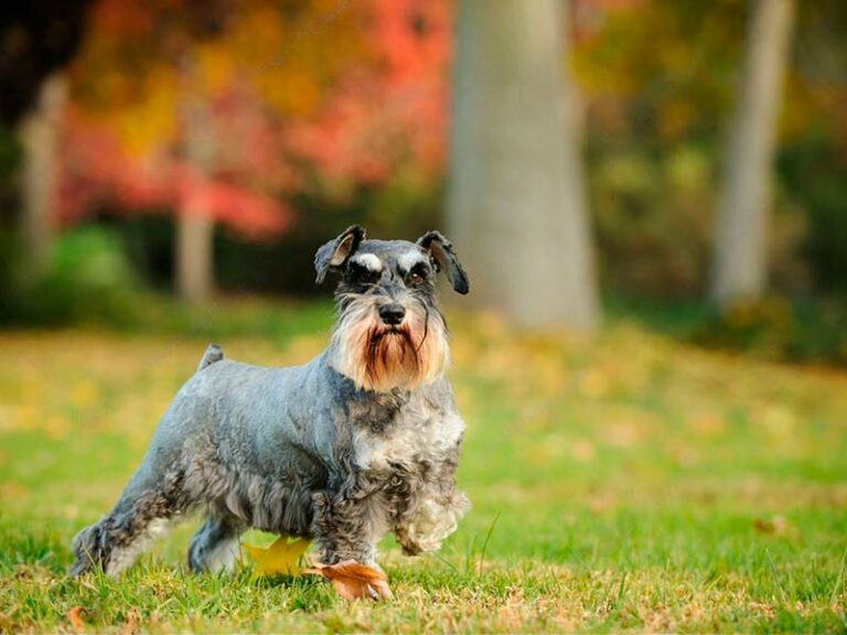 ¿Cómo llamar a un schnauzer?