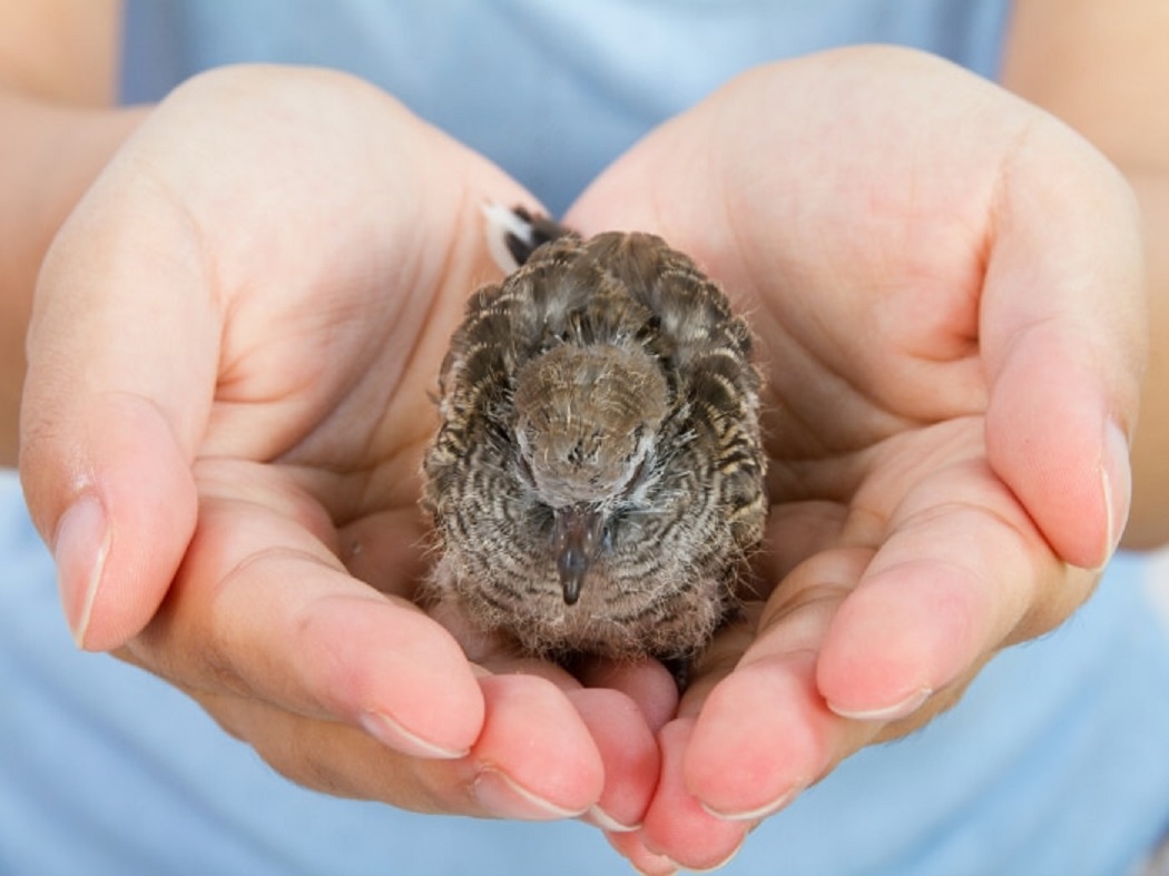 ¿Cómo salvar un pájaro moribundo?