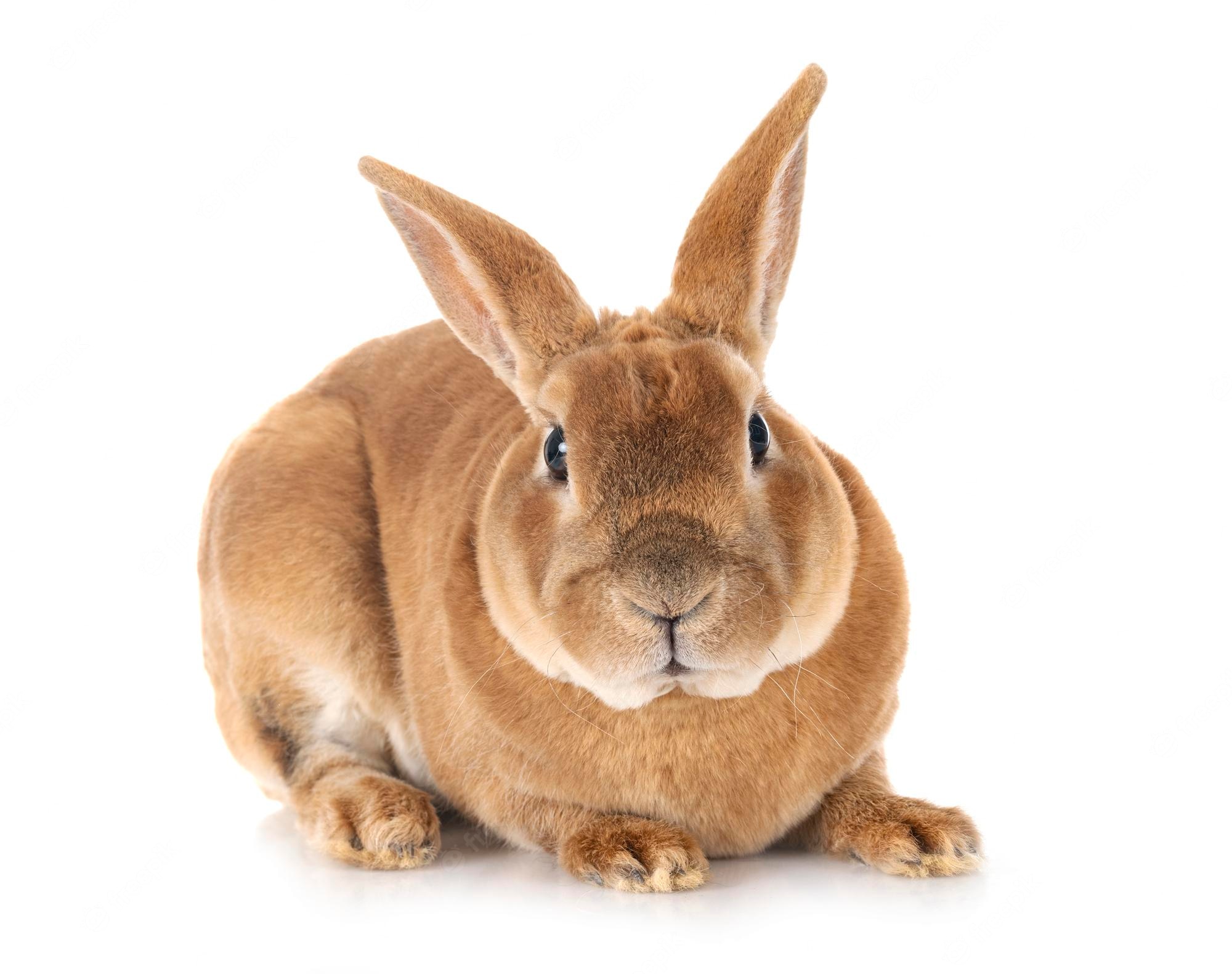 ¿Cómo se llama las partes del cuerpo del conejo?