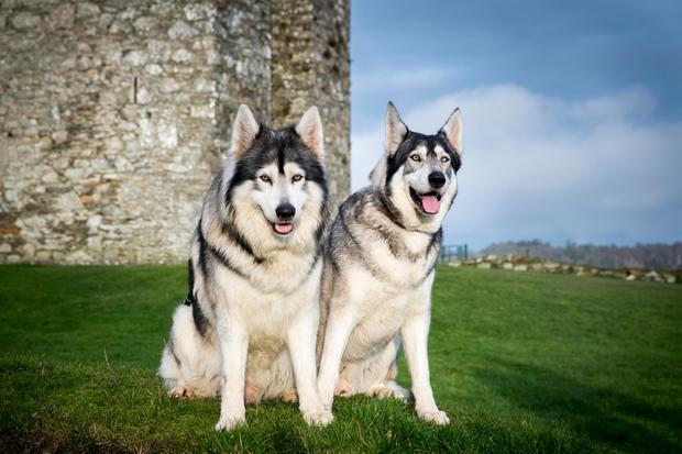 ¿Cómo se llaman los lobos de Game of Thrones en inglés?