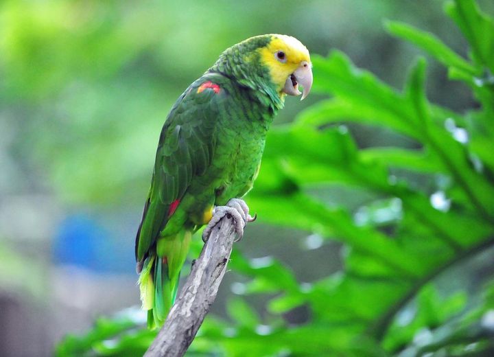 ¿Cómo son los pericos guayaberos?