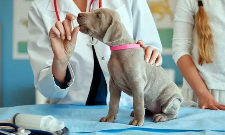 ¿Cómo tratar esplenomegalia en perros?