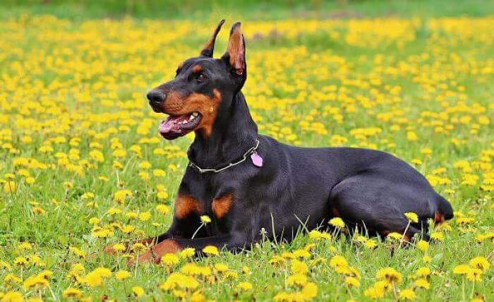 ¿Cuál es el doberman golondrino?