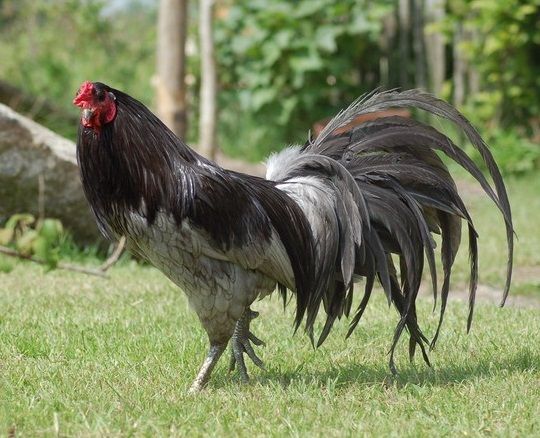 ¿Cuál es el gallo más caro del mundo?