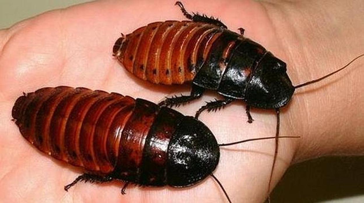¿Cuál es el insecticida más efectivo para matar cucarachas?