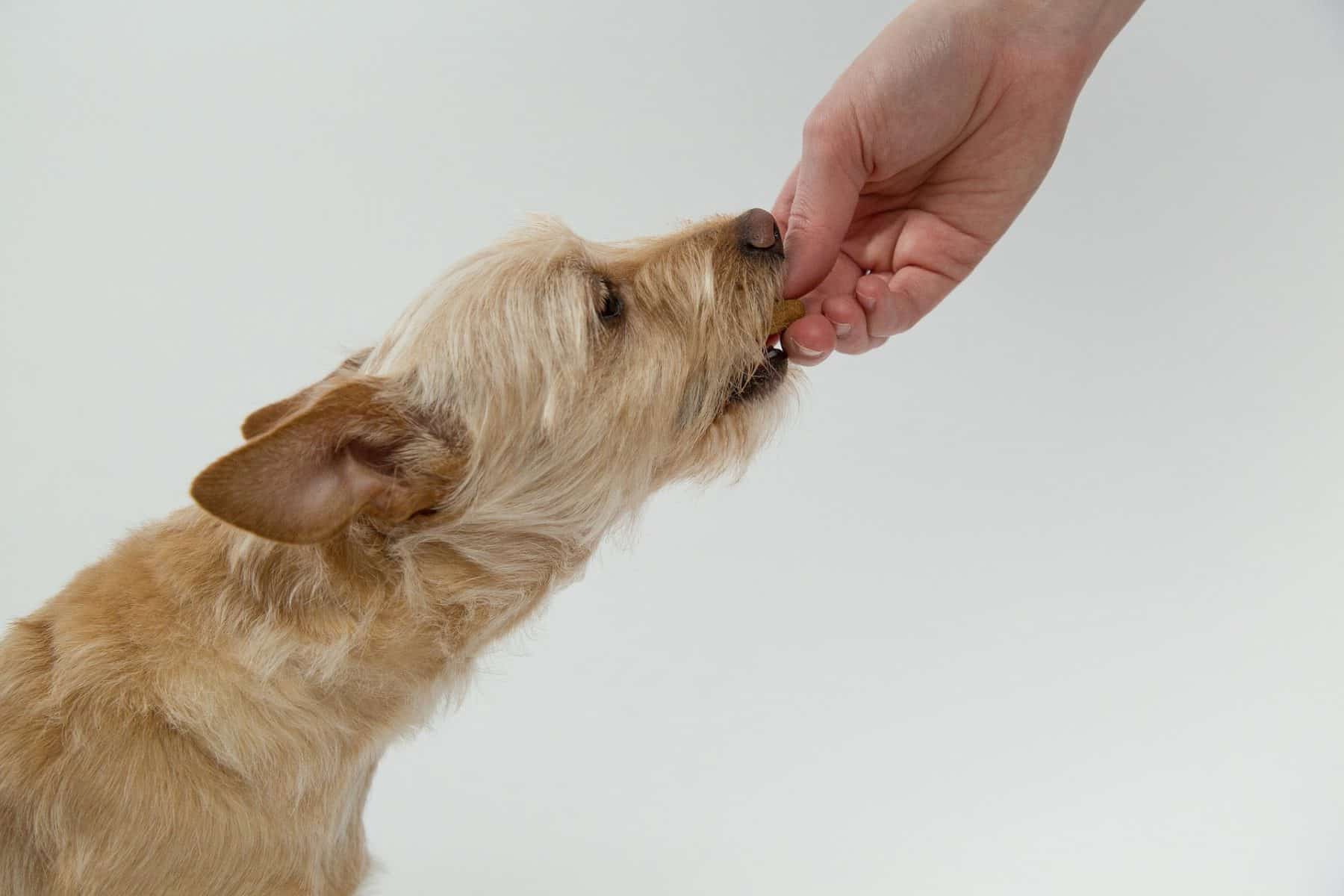 ¿Cuál es el mejor protector de estómago para perros?