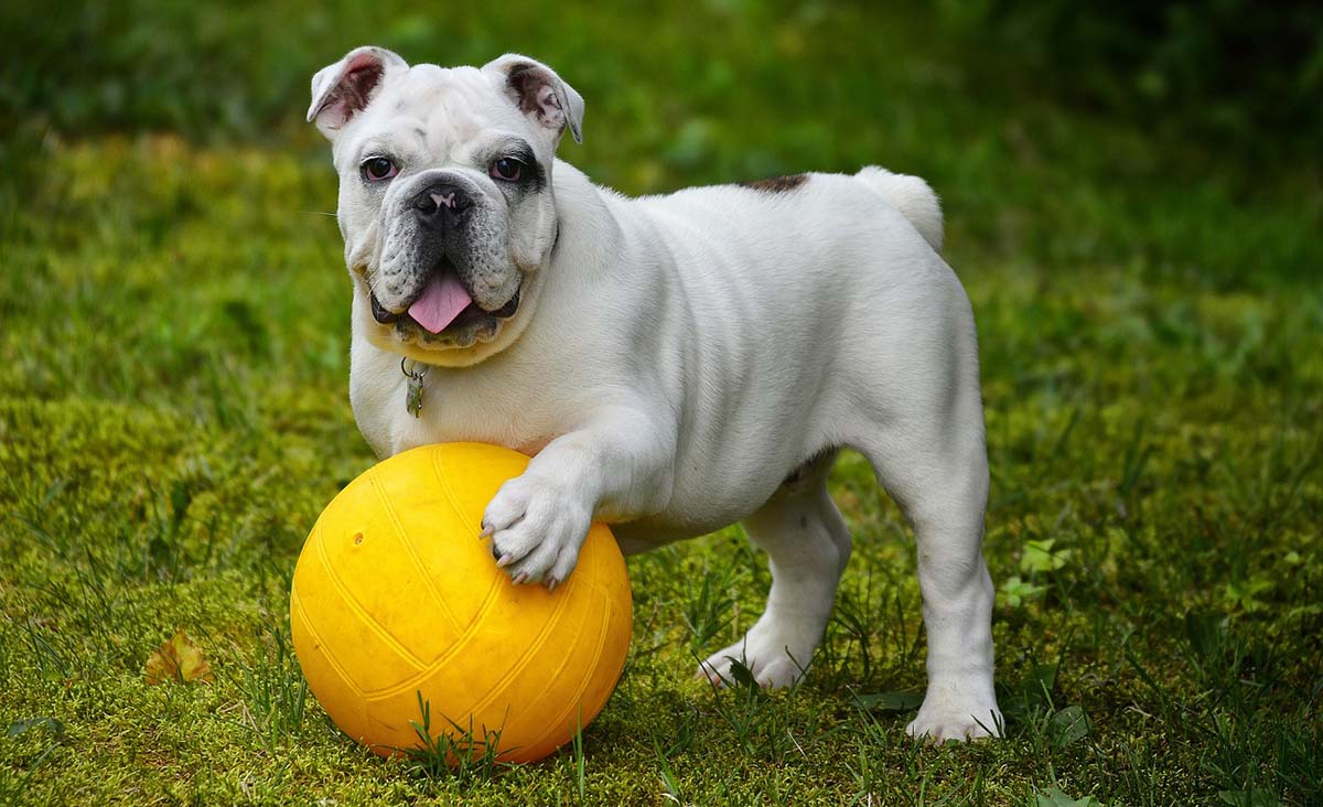 ¿Cuál es el peso de un bulldog inglés de 4 meses?