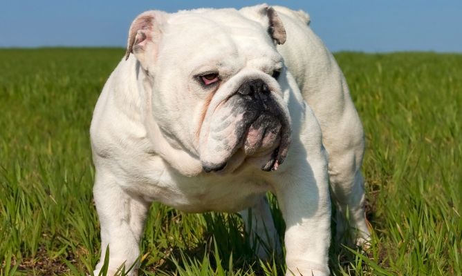 ¿Cuál es el peso ideal de un bulldog inglés?