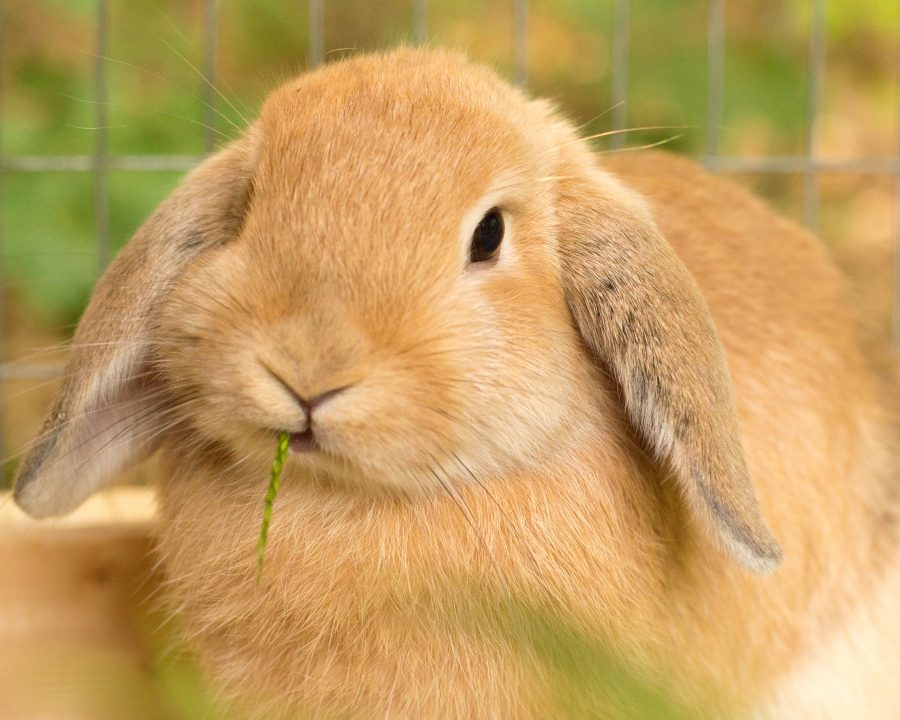 ¿Cuál es el tipo de circulacion del conejo?