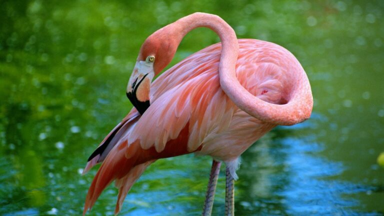 ¿Cuál es la diferencia entre flamenco y Flamingo?