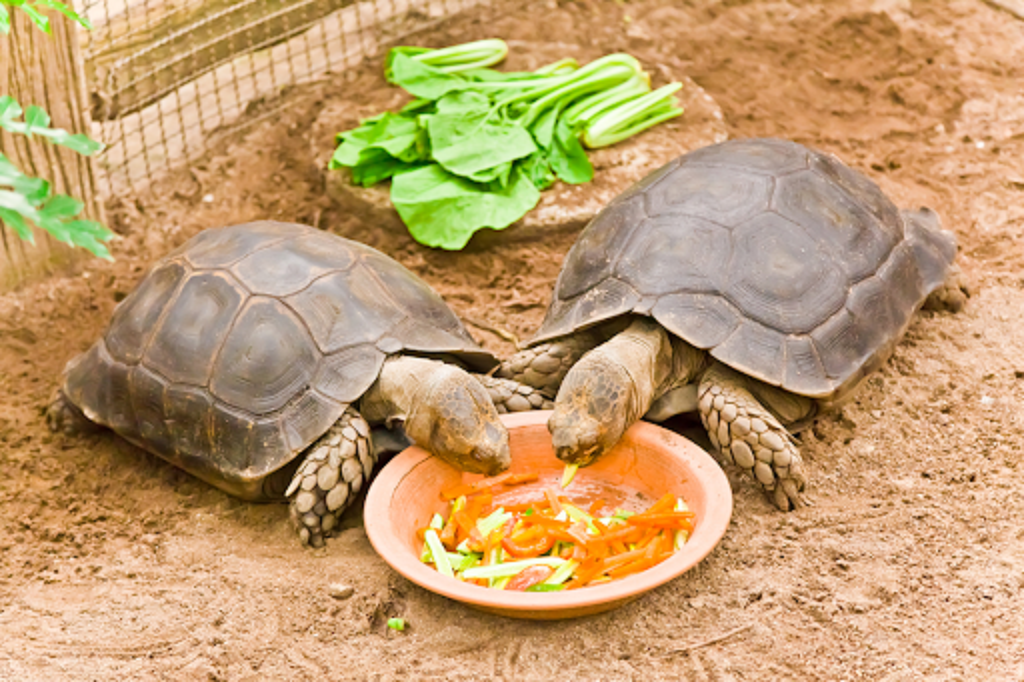 ¿Cuál es la mejor tortuga de tierra para tener en casa?
