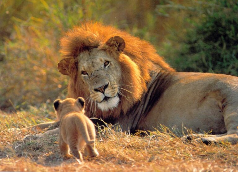 ¿Cuáles son las habilidades de los leones?