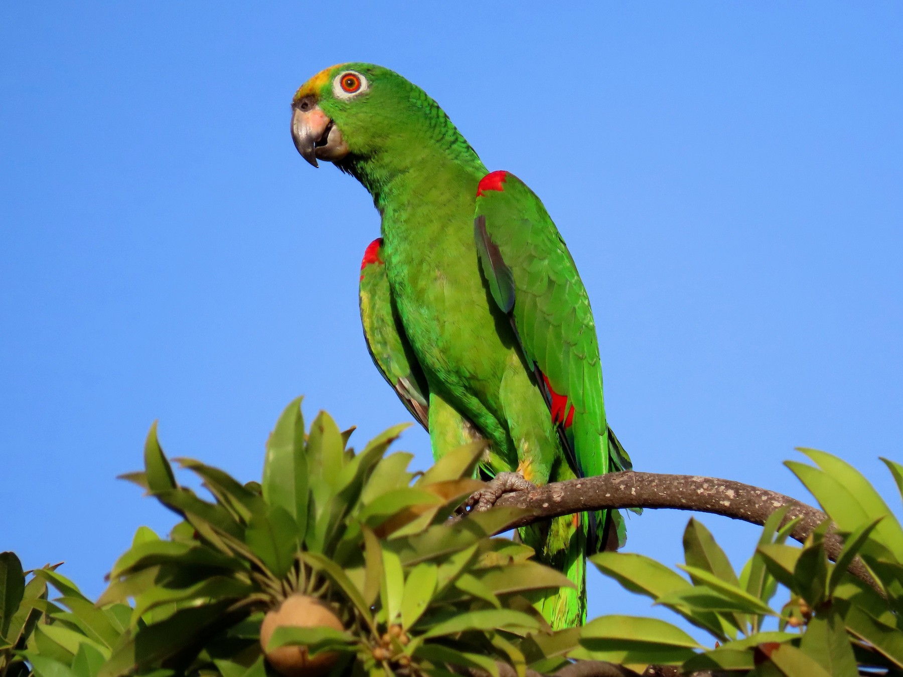 ¿Cuáles son los loros Palencanos?