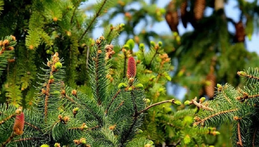 ¿Cuáles son plantas gimnospermas?