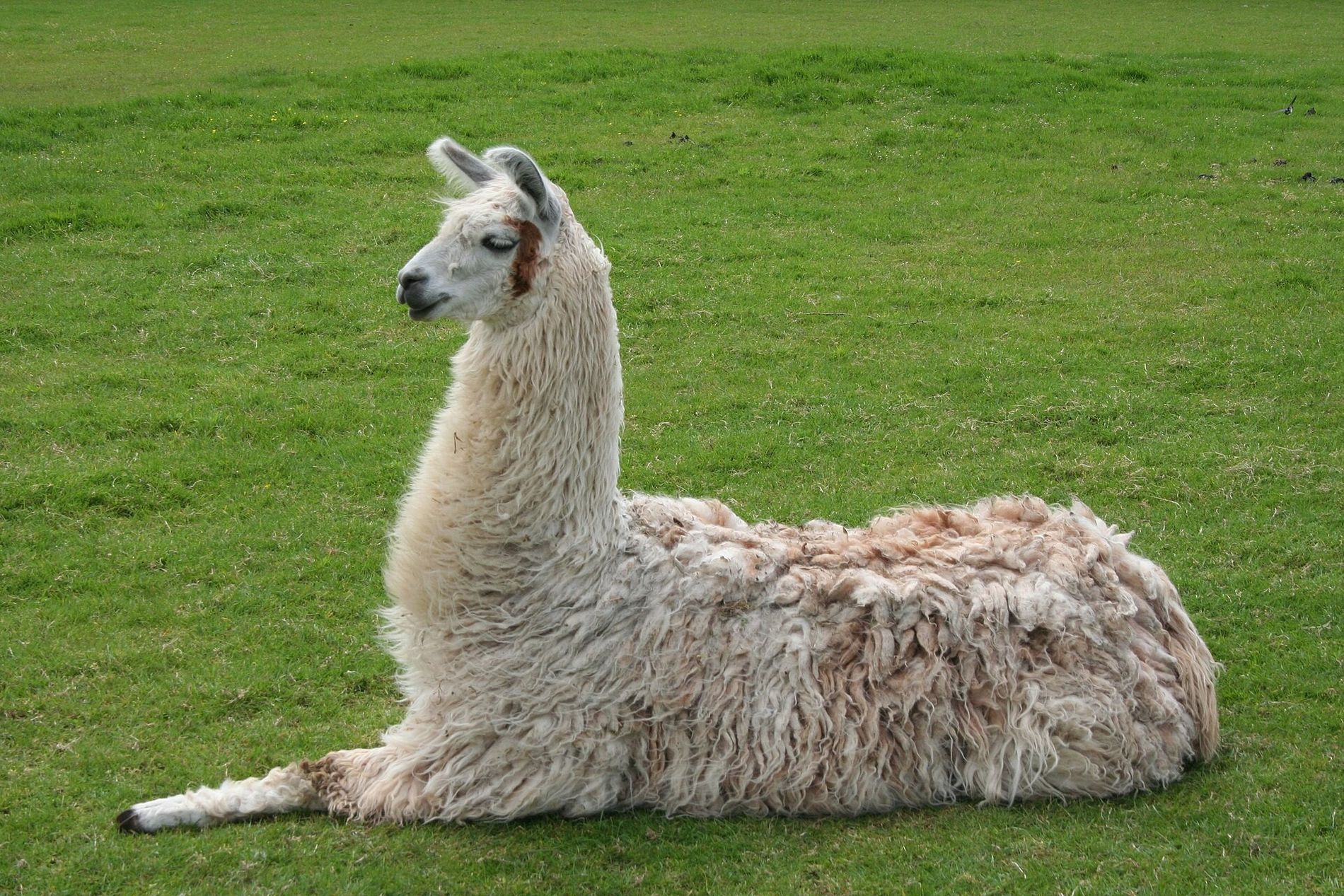 ¿Cuando te escupe una llama?