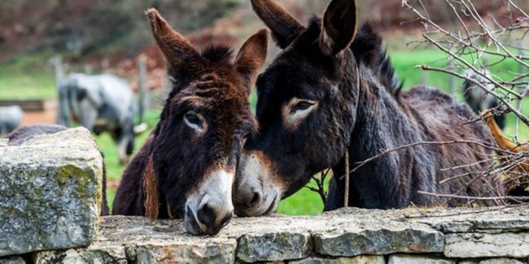 ¿Cuando un burro rebuzna el otro para la oreja significado?