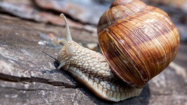 ¿Cuántas veces se puede reproducir un caracol?