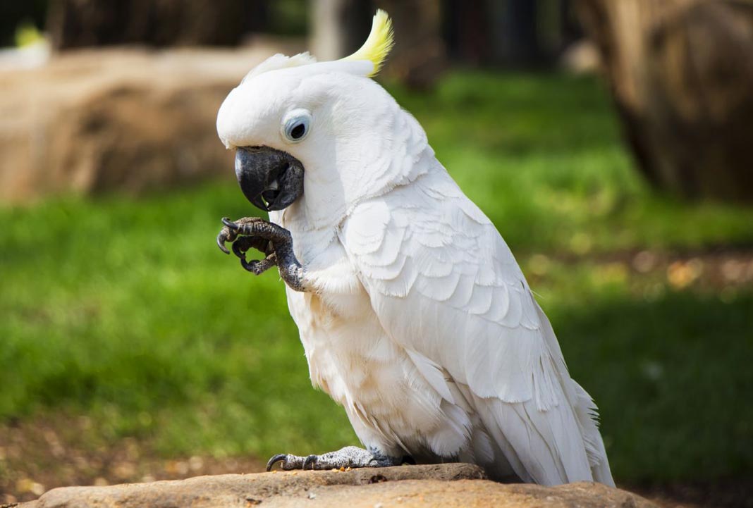 ¿Cuánto cuesta una cacatúa blanca?