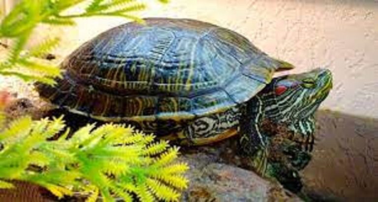 ¿Cuánto cuesta una tortuga de tierra en México?