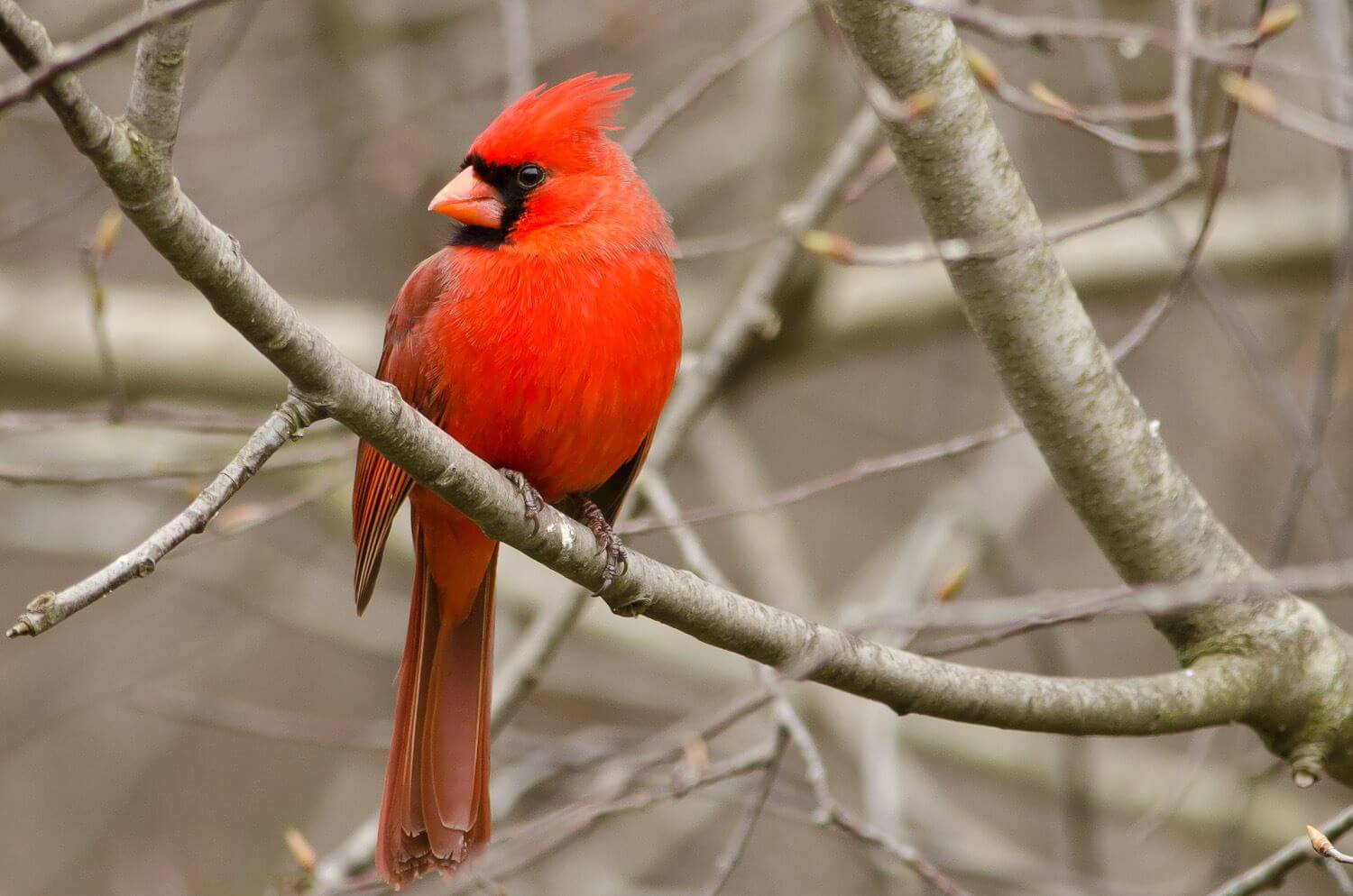 ¿Cuánto es el precio que vale un cardenal?