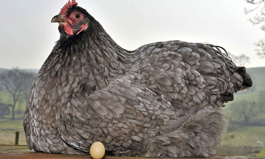 ¿Cuánto mide un pollo gigante?