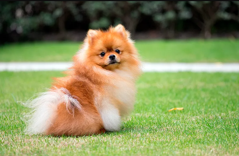 ¿Cuánto mide un pomerania normal?