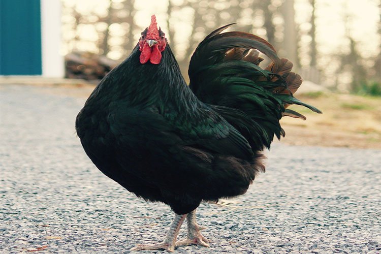 ¿Cuánto pesa el gallo más grande del mundo?