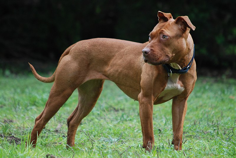 ¿Cuánto pesa un perro pitbull de 4 meses?